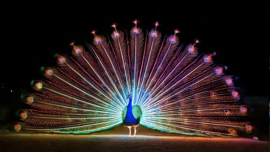 Luminescences Zoo Amneville