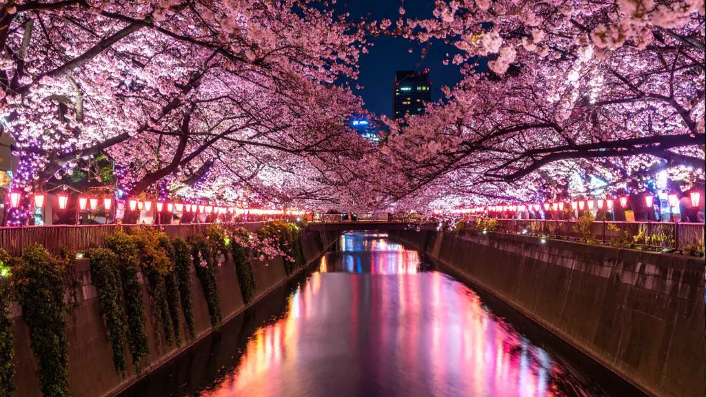 Meguro River Minna no Illumination