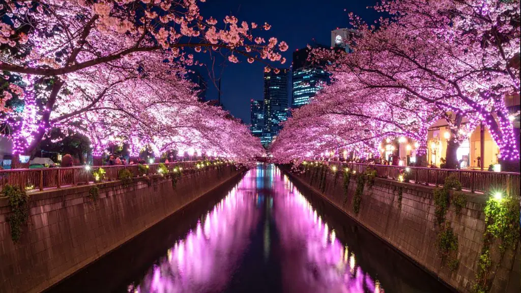 Meguro River Minna no Illumination
