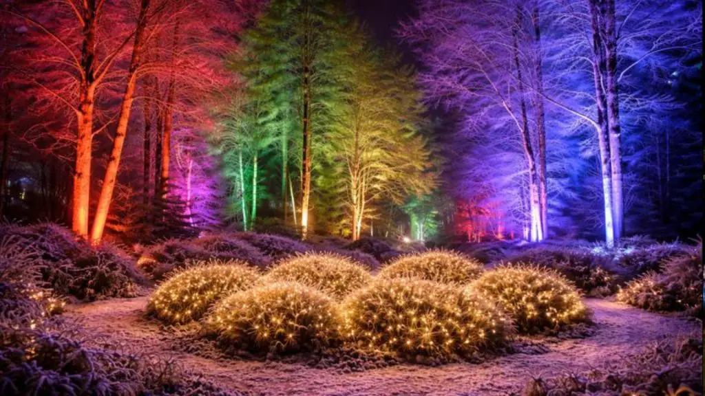 RHS Bridgewater Glow