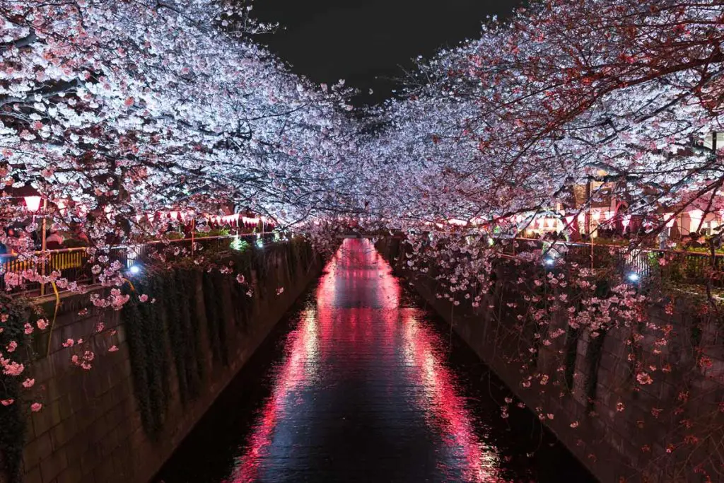 Ueno Park Illumination