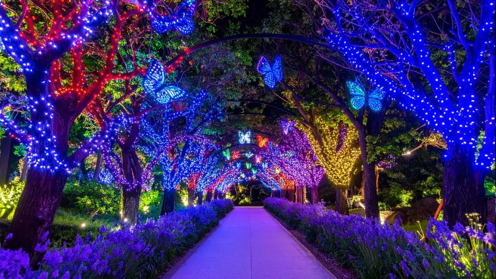 Winter Nights Under the Lights