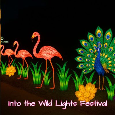 Into the Wild Lantern Festival